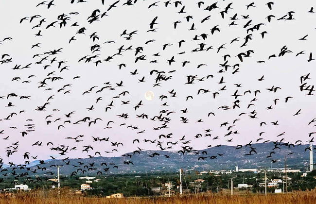 Delta del Ebro Day Trip & Boat Ride - Photo 2