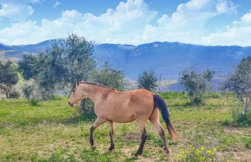 Nice Apartment In Collesano Pa - Foto 30