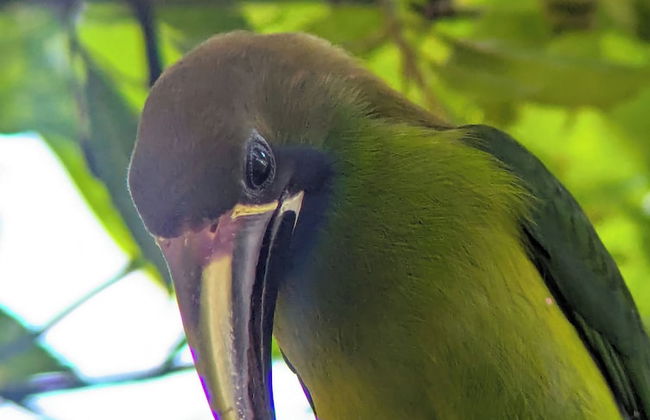 Campos de Oro Wilderness Lodge - Foto 21