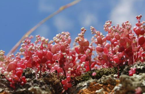 Holiday Home Stazzo mit Garten in Luogosanto by Interhome - Foto 49