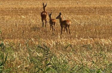 Das Blaue Haus - Foto 14