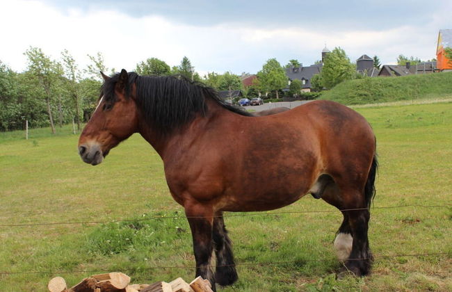 Holiday Home Zinnwald Large - Foto 12