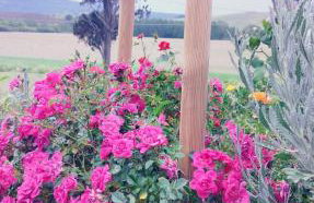 Il Nido di Giulia - Photo 3