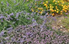 Il nido delle rondini - Foto 25