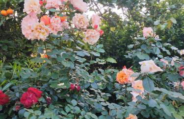 Il Giardino di Athena 1 - Foto 6