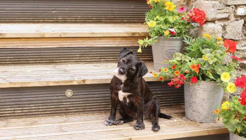 Pet-Friendly Logburner Horse Stable Views - Foto 4