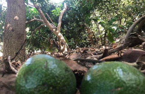 Casa Camino Tamadaba II (bottom home) - Foto 60