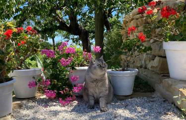 Microfattoria Lenta - Foto 14