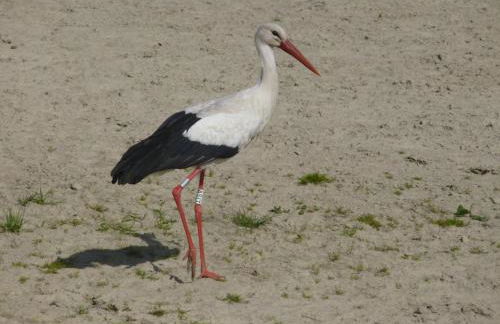 Jardin Fleuri - Foto 27