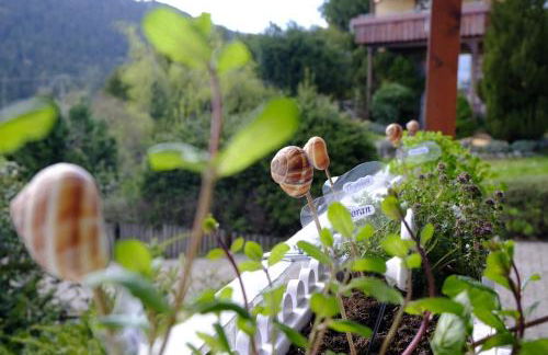 SchwarzWild - Ferienwohnung und Ferienzimmer - Foto 6