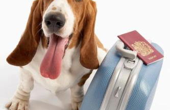 Cala puntal - Foto 60