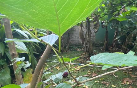 Chácara Gomes - Caiubura - Bertioga - Foto 68