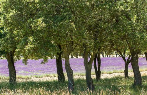 Villa Joseph - Foto 23