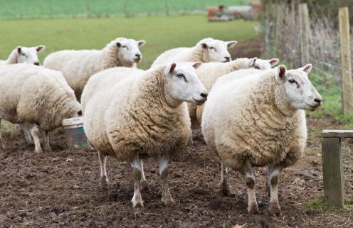 Coach House at Oaks Barn Farm Alcester with optional hire Salt water hot tub - Photo 22