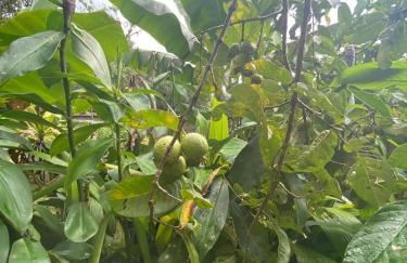 Chácara Gomes - Caiubura - Bertioga - Foto 50