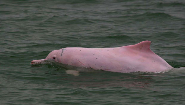 Pink Dolphin Watching in Hong Kong - Foto 4