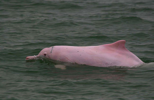 Pink Dolphin Watching in Hong Kong - Foto 4