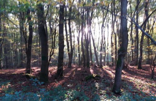 Ferienwohnung Reuter - Foto 14