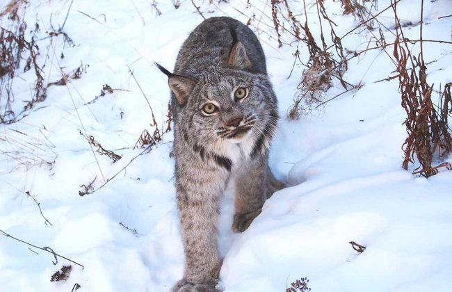 Réserve de faune du Yukon + Sources thermales d'Eclipse Nordic - Foto 5