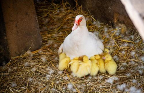 StorchenHof - Foto 33