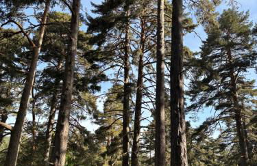 Alojamiento esqui montaña Cofiñal - Foto 8