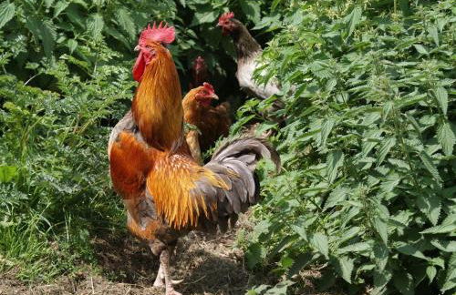 Swift Cottage - Foto 25