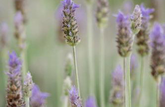 Olivas Eco Chalé - Photo 15