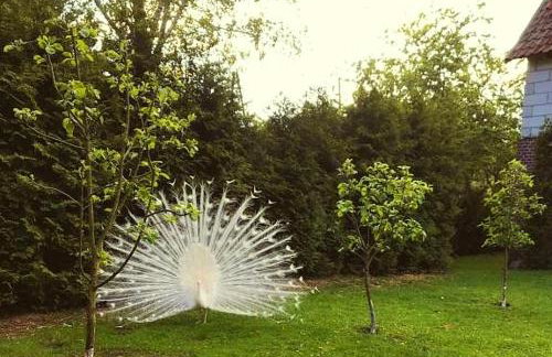 Dwór Barocco - Foto 29