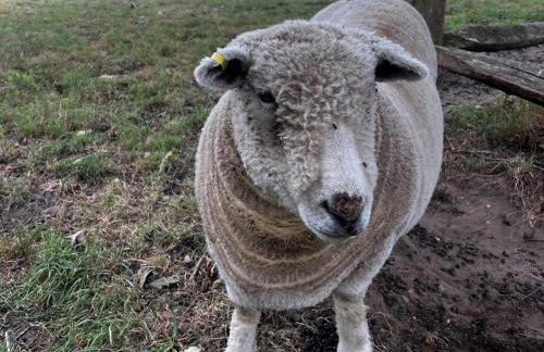 4 Bed in Eye- oc-34389 - Foto 42