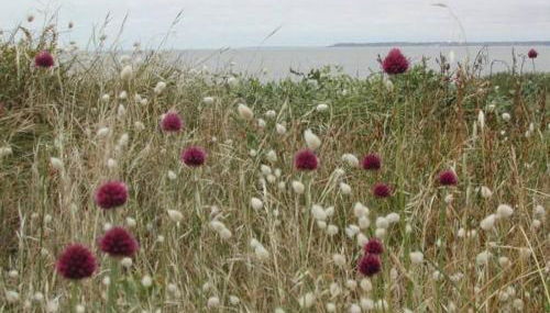 Gîte Charmant avec Jardin, Proche Plages, Wifi et Activités en Famille! - FR-1-306-1031 - Foto 3