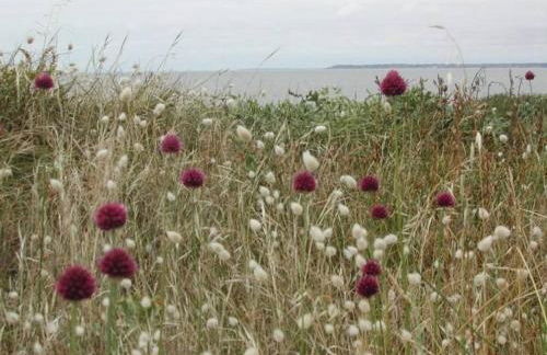 Gîte Charmant avec Jardin, Proche Plages, Wifi et Activités en Famille! - FR-1-306-1031 - Foto 3