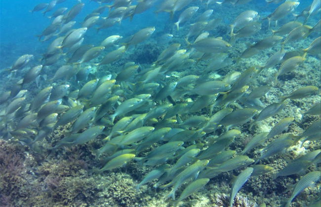 Baptême de plongée dans le Parc Naturel du Détroit - Photo 6