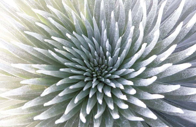 Escursione al vulcano Haleakalā all'alba o al tramonto - Foto 4