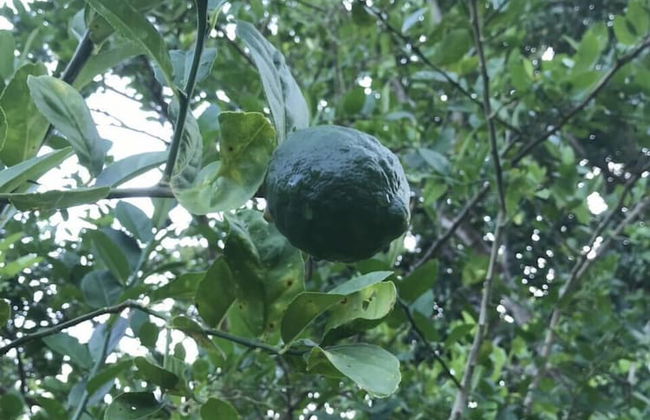 Vanuatu Uncharted Sport Fishing Lounge - Foto 46