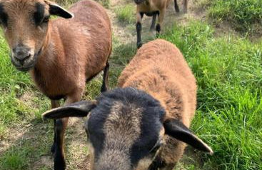 Agroturystyka Bocianie Gniazdo - Foto 29