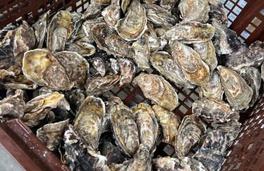 La Demeure du Figuier - Foto 30