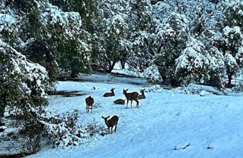 Yosemite Villa - log cabin with spectacular views & stargazing - Foto 61