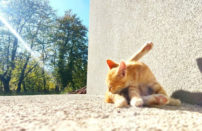 Forest Haven Chalet Karpenisi - Foto 7