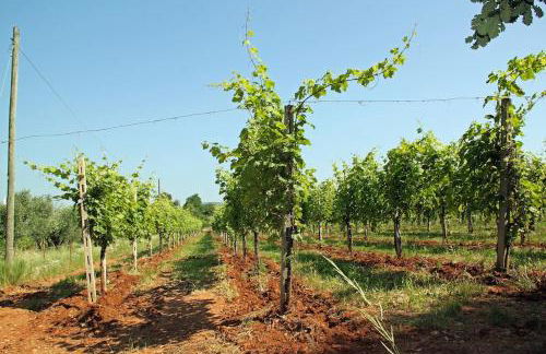 Relax on lake of Garda - Foto 37