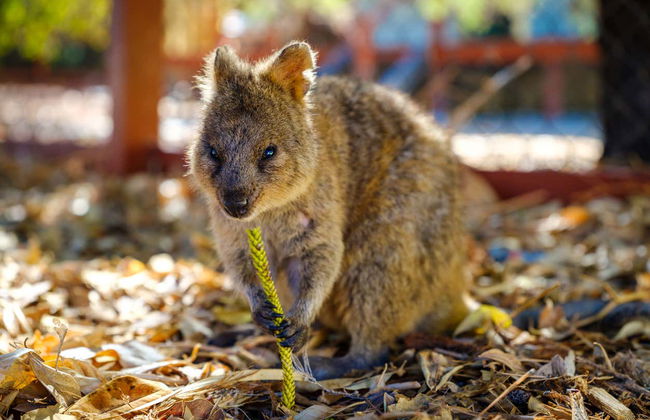 Perth and Fremantle Tour + Boat to Rottnest Island - Photo 6