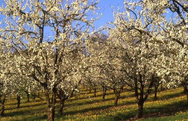 Detached Chalet With Dishwasher, on the Banks of the Lot - Foto 24