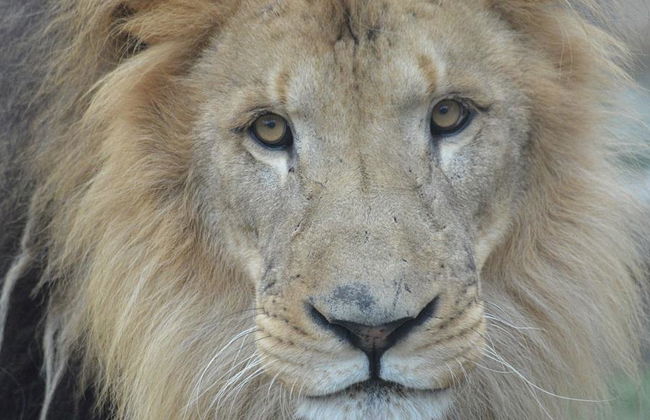 Boston CityPASS® - Acceso a 4 atracciones - Foto 2