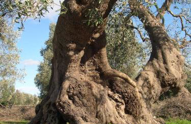 Le Grotte di Sileno - Foto 18