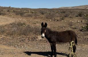 Cabin at the Hill, Close to Big Bend National Park and Terlingua Ghost Town - Foto 16