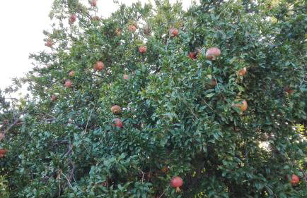 Vassilis Studios - Foto 9