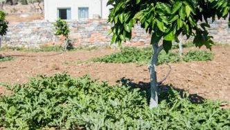 Ligaridia Apartments - Foto 1, Garden