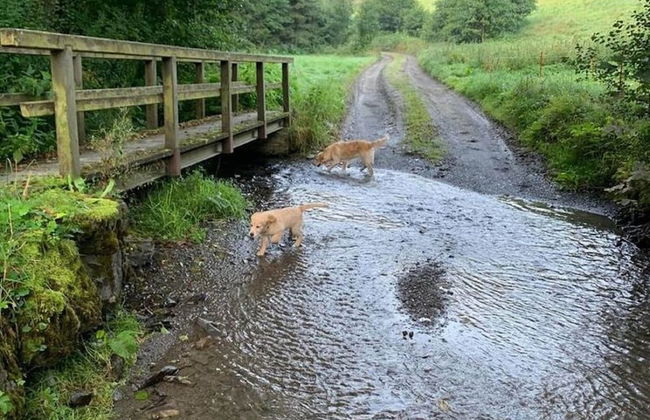 Holiday Home in Willingen Near Ski Slopes - Foto 16