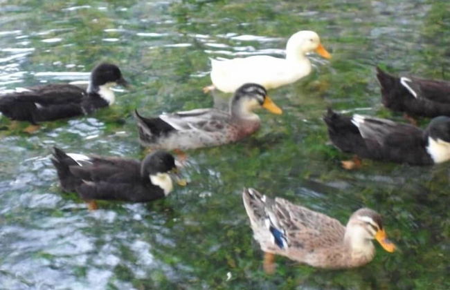 Vacation House Dunja - Foto 21