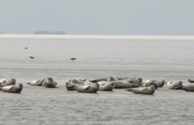House Flora, Golden Knoepke - Foto 3