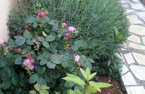 Villa Dolce Vita - Foto 6